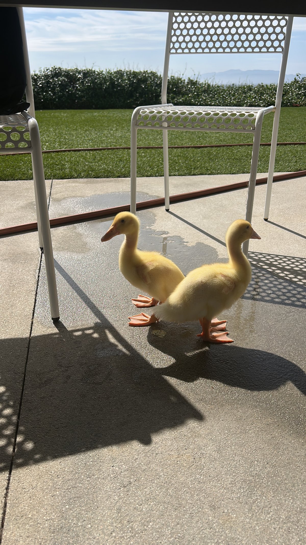 The ducks, August 28, 2026.